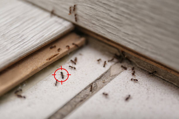 Best Flea Control Services  in Long Neck, DE