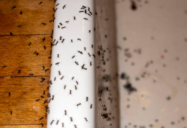 Best Exterminator Services  in Long Neck, DE
